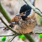 Spotted Laughingthrush