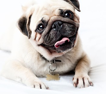 Pug Dog Live Wallpaper Screenshots 1