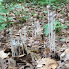 Indian Pipe