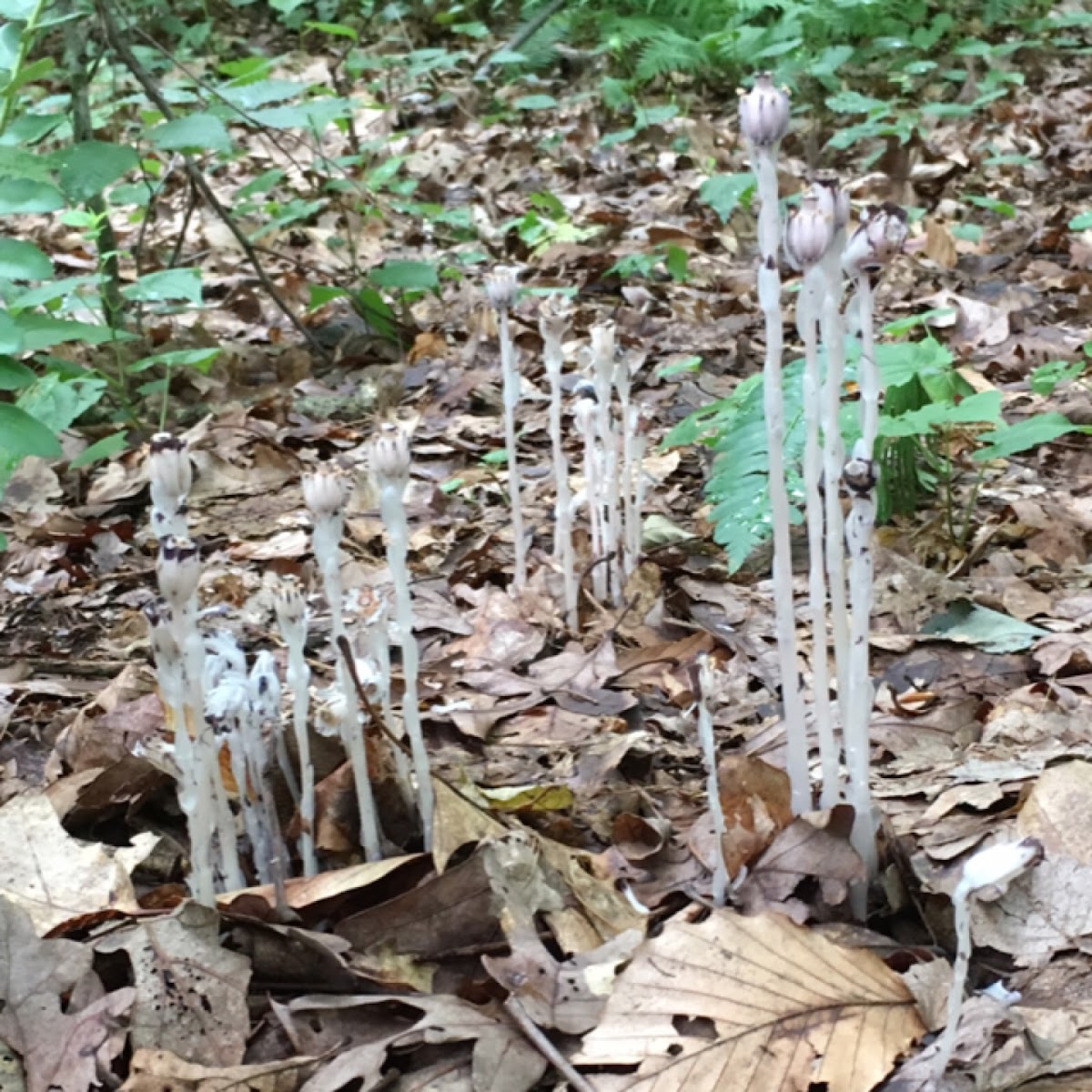 Indian Pipe