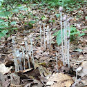 Indian Pipe