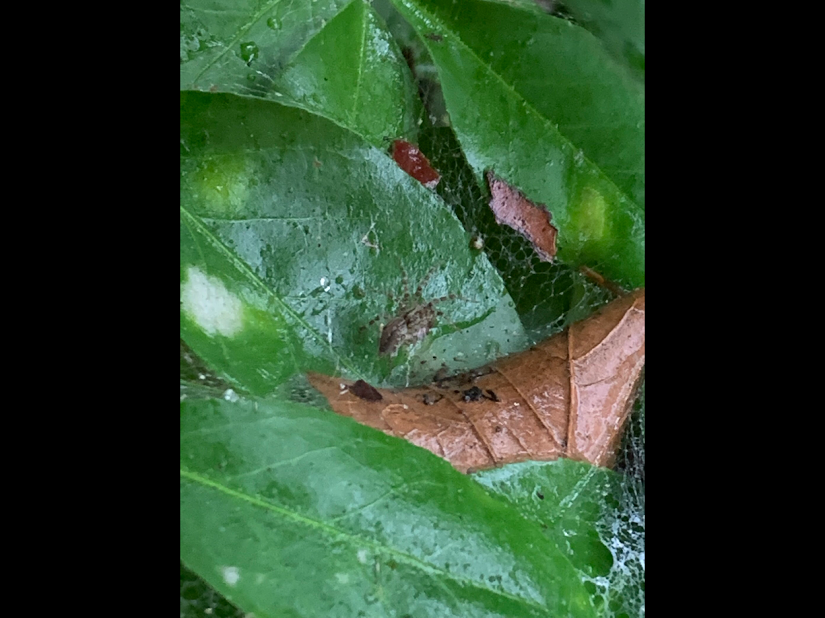 Funnel weaver