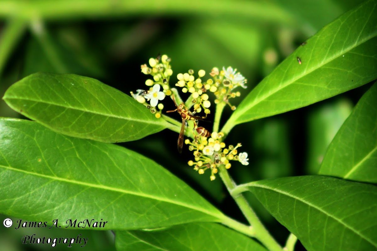 Paper Wasp?