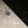 Wolf Spider