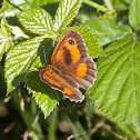 Gatekeeper butterfly