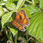 Gatekeeper butterfly