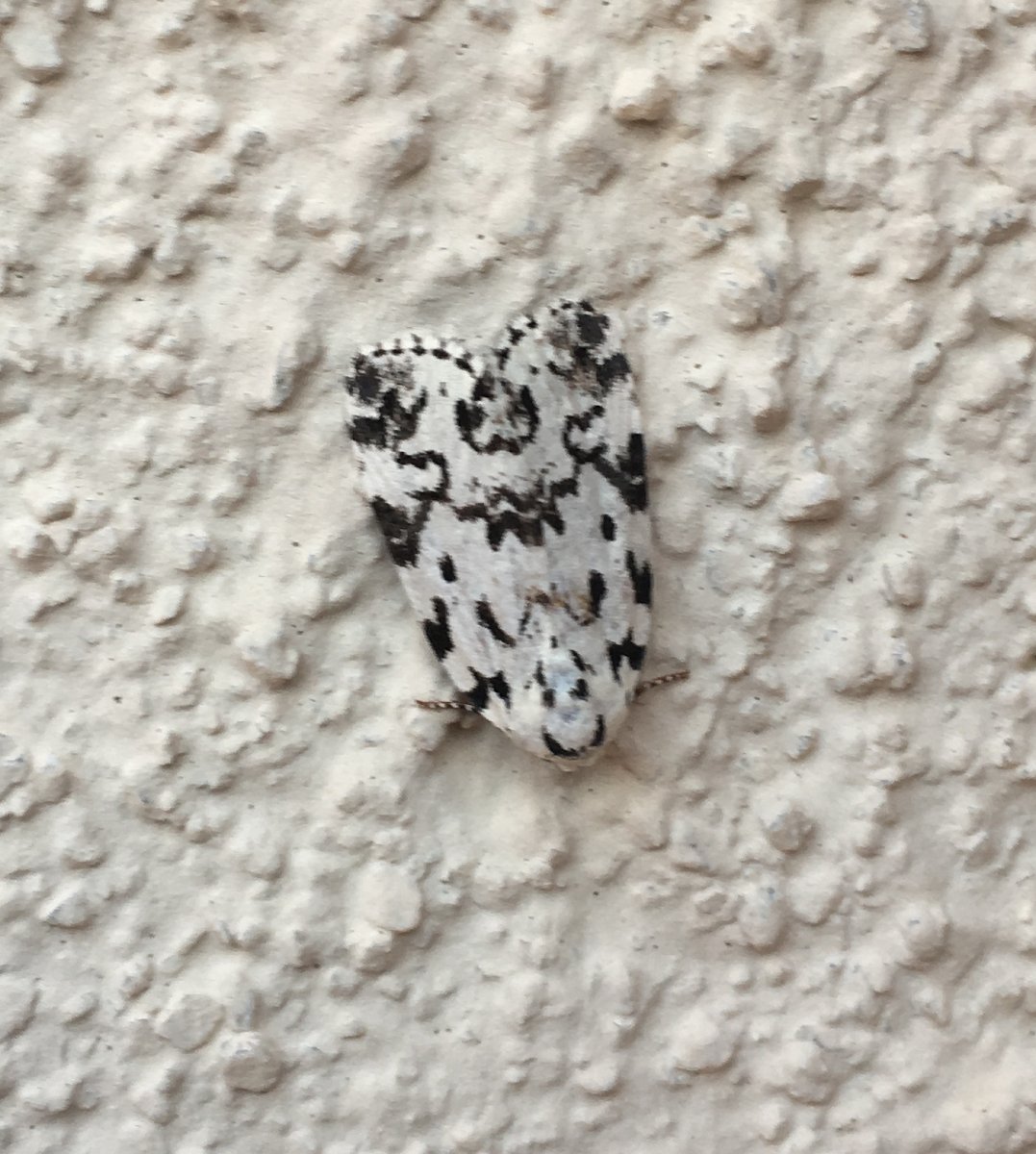 The Hebrew Moth