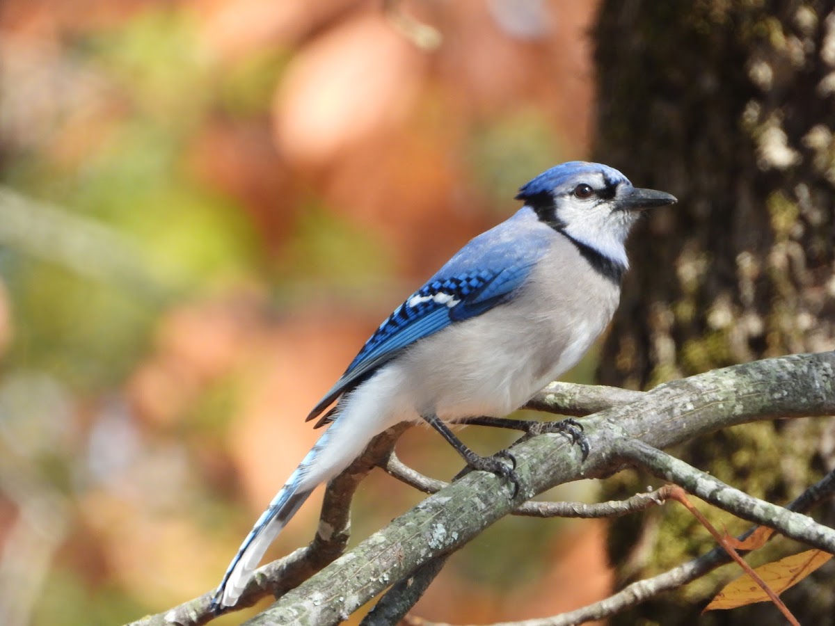 Blue jay