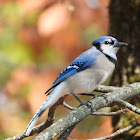 Blue jay