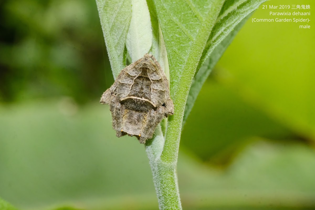 Parawixia dehaani 三角鬼蛛