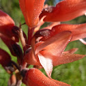 Scarlet Ladies' Tresses