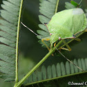 Green stink bug