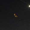 Barn owl