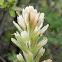 Labrador Indian-Paintbrush