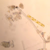 Micro Algae