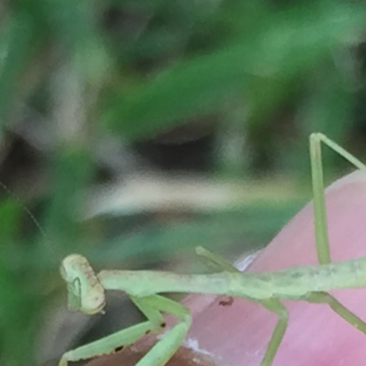 Praying Mantis