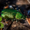 Green Scarab Beetle