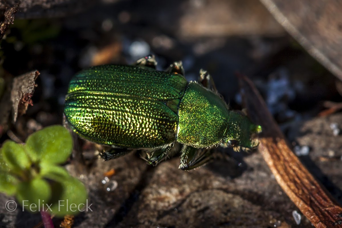 Green Scarab Beetle