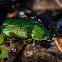 Green Scarab Beetle