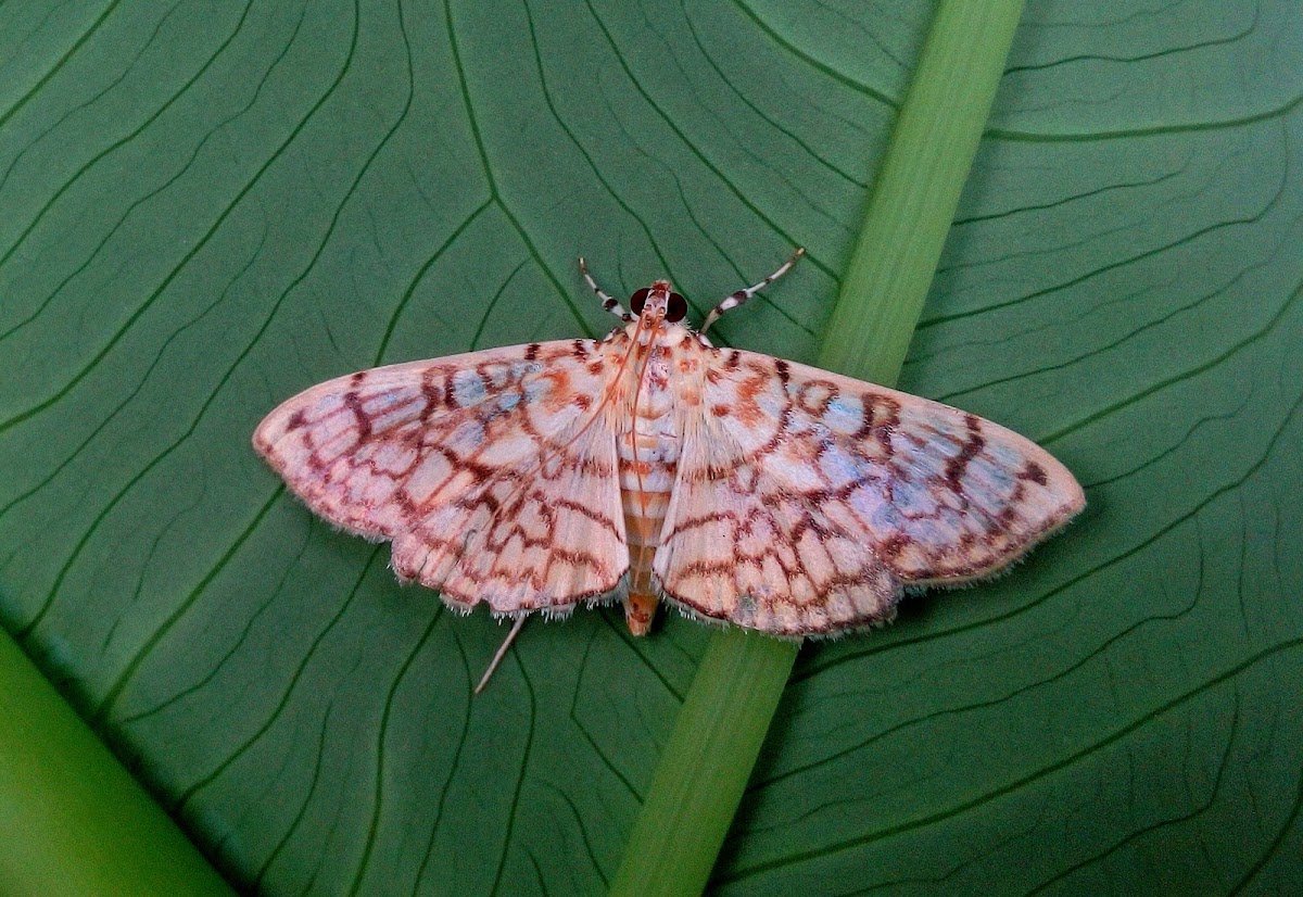 The cotton leaf roller moth