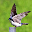 Tree Swallow