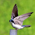 Tree Swallow