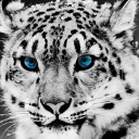 Snow Leopard Theme Chrome extension download