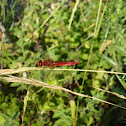 Scarlet dragonfly