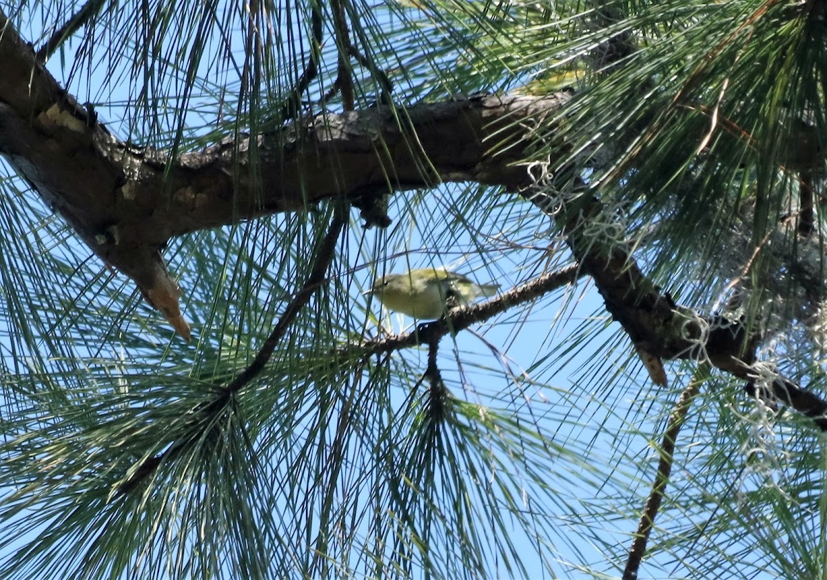 Tennessee Warbler