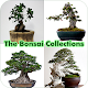Download The Bonsai Collections For PC Windows and Mac 6.0