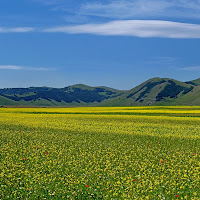 Fioritura delle lenticchie a Castelluccio di 