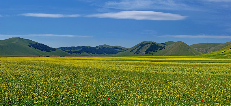 Fioritura delle lenticchie a Castelluccio di Amadeus