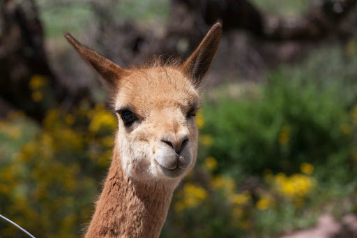 A vicuña, relative of the llama, at Awana Kancha near Cusco, Peru. 