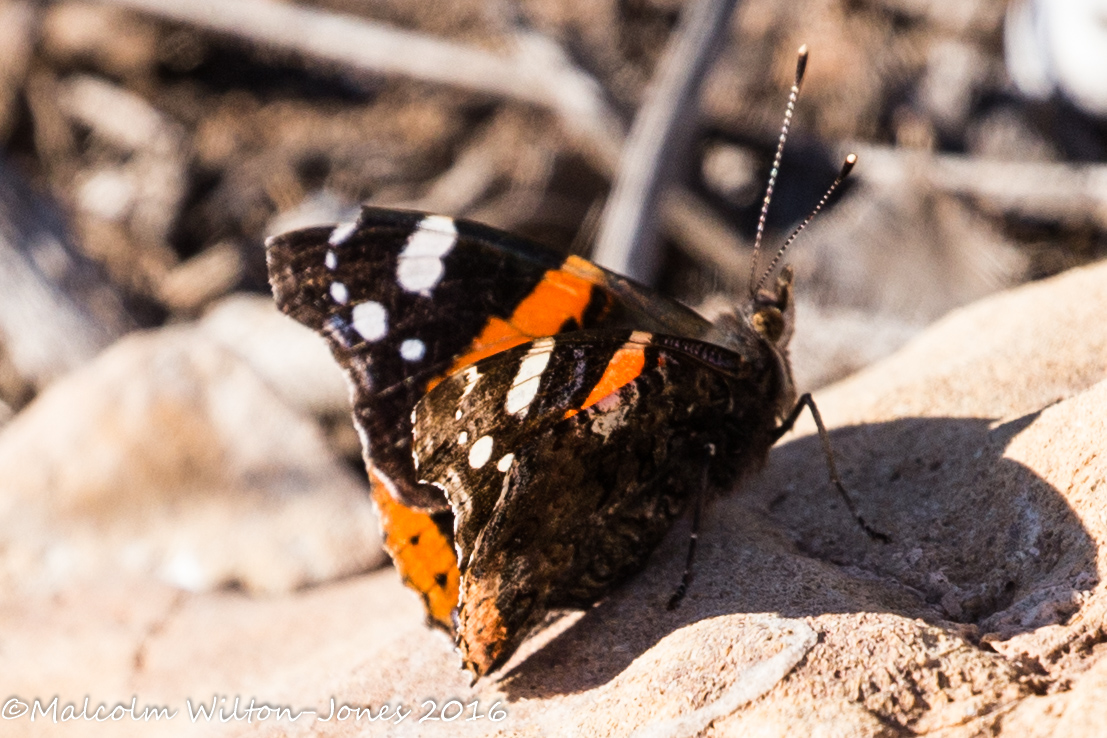 Red Admiral