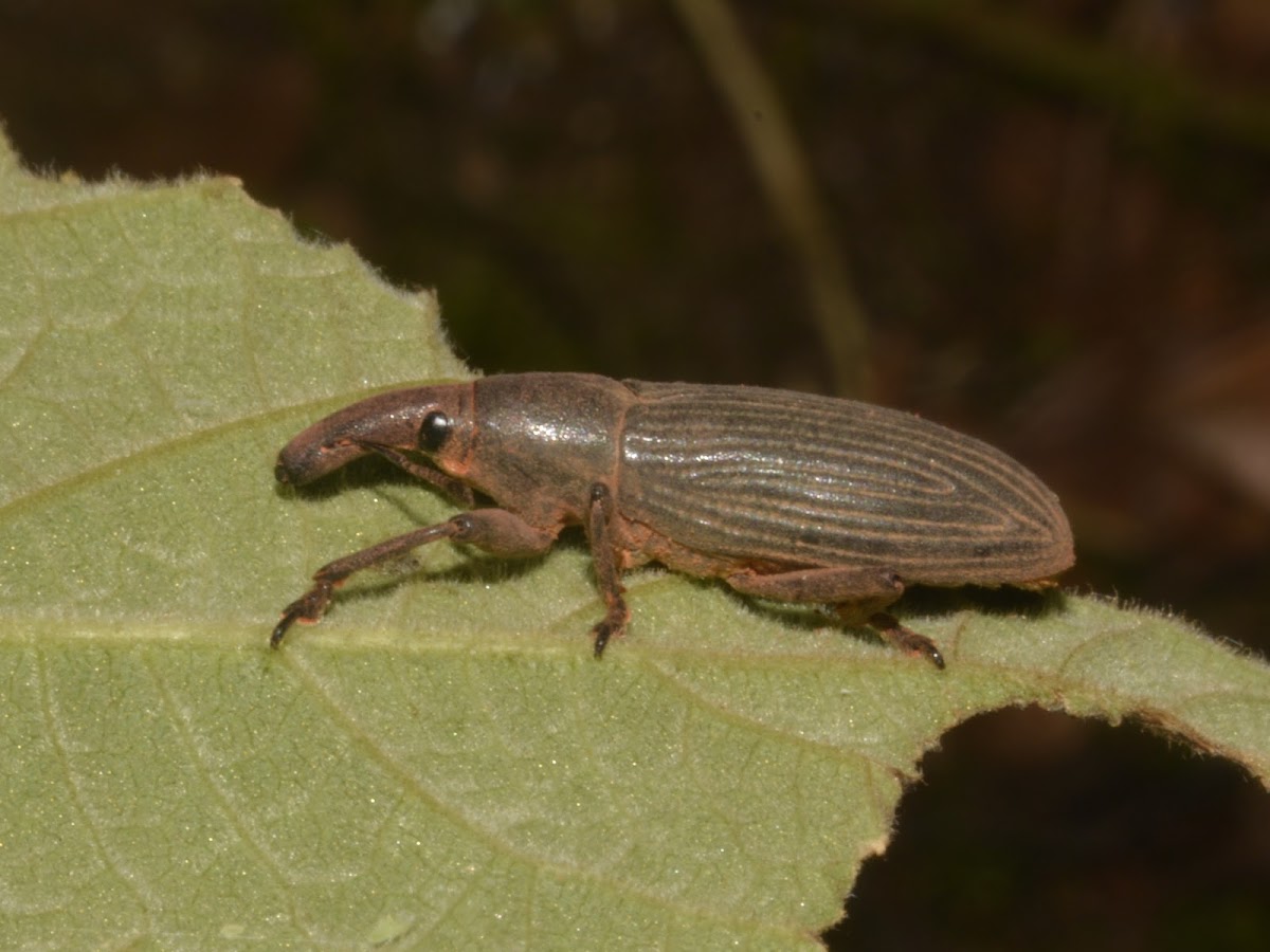 Weevil