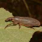 Weevil