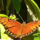 Gulf fritillary