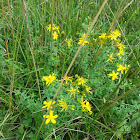 St. John's Wort