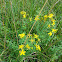 St. John's Wort