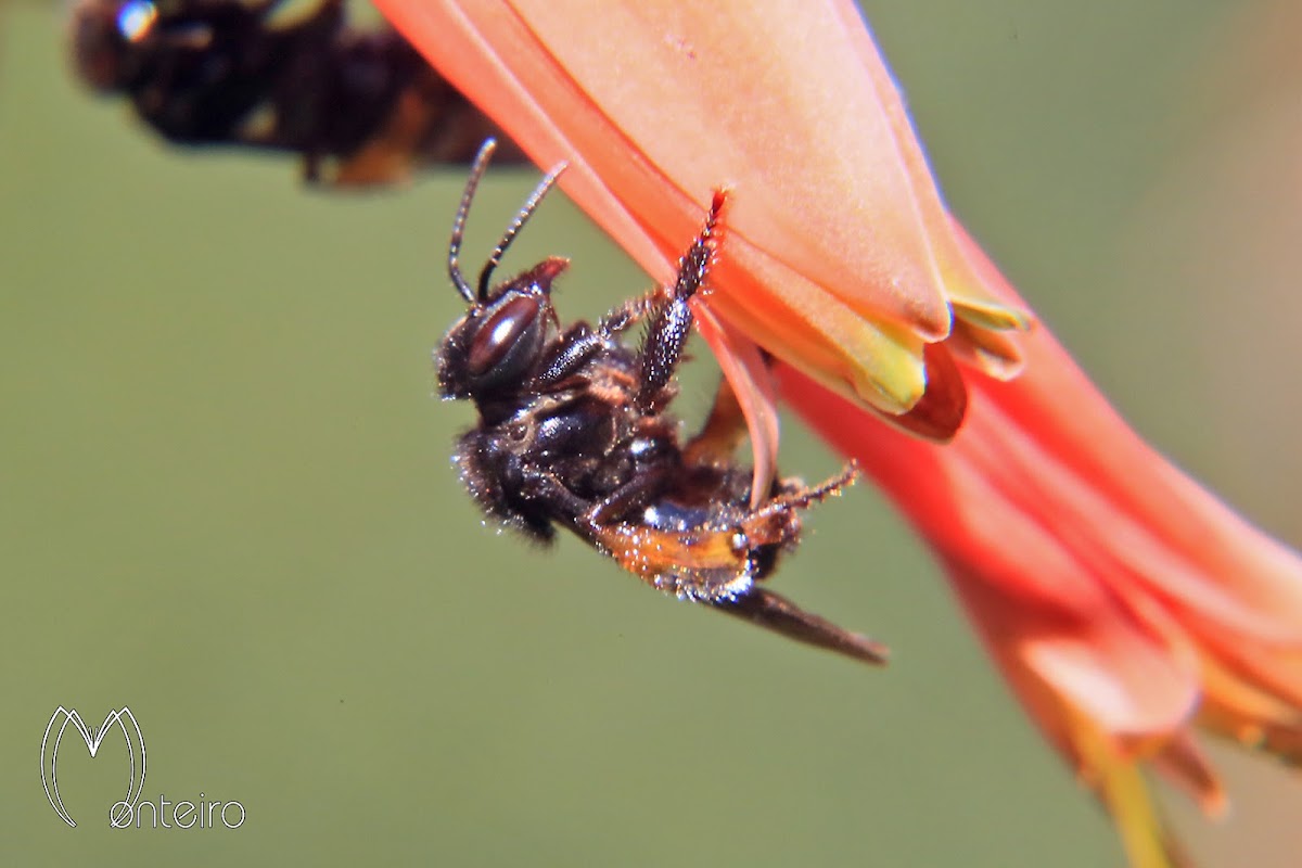 Arapuá bee