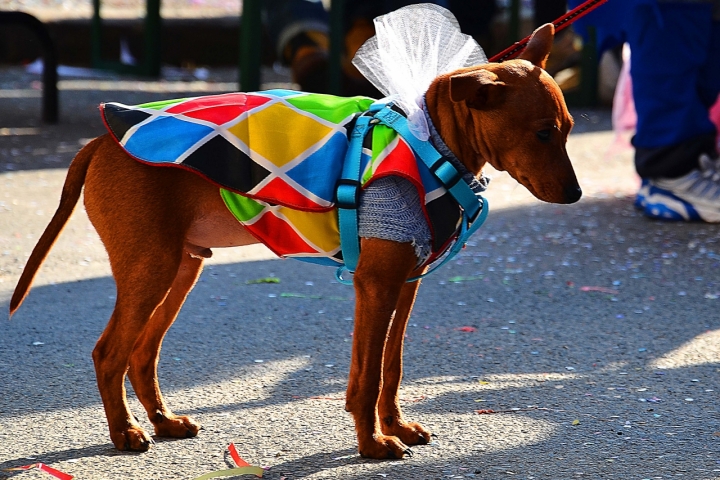 Carnevale di Marco Giovannini