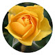 Yellow Rose Pop Flower HD New Tabs Theme