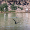 Double-crested cormorant (in flight)