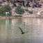 Double-crested cormorant (in flight)