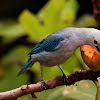 Blue-gray Tanager