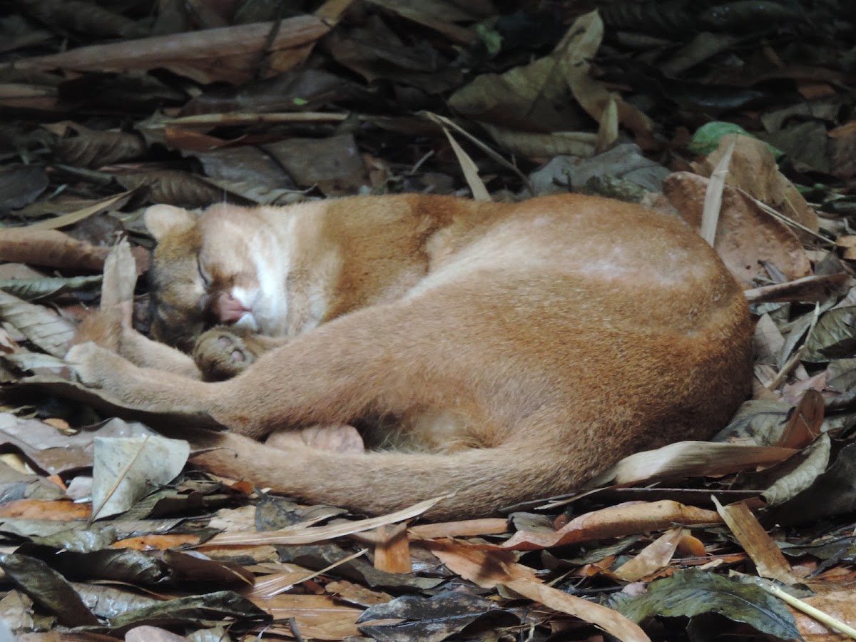 Jaguarundi