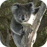 KoalaBG: Koala Wallpapers Apk