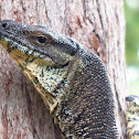 Goanna (Lace Monitor)