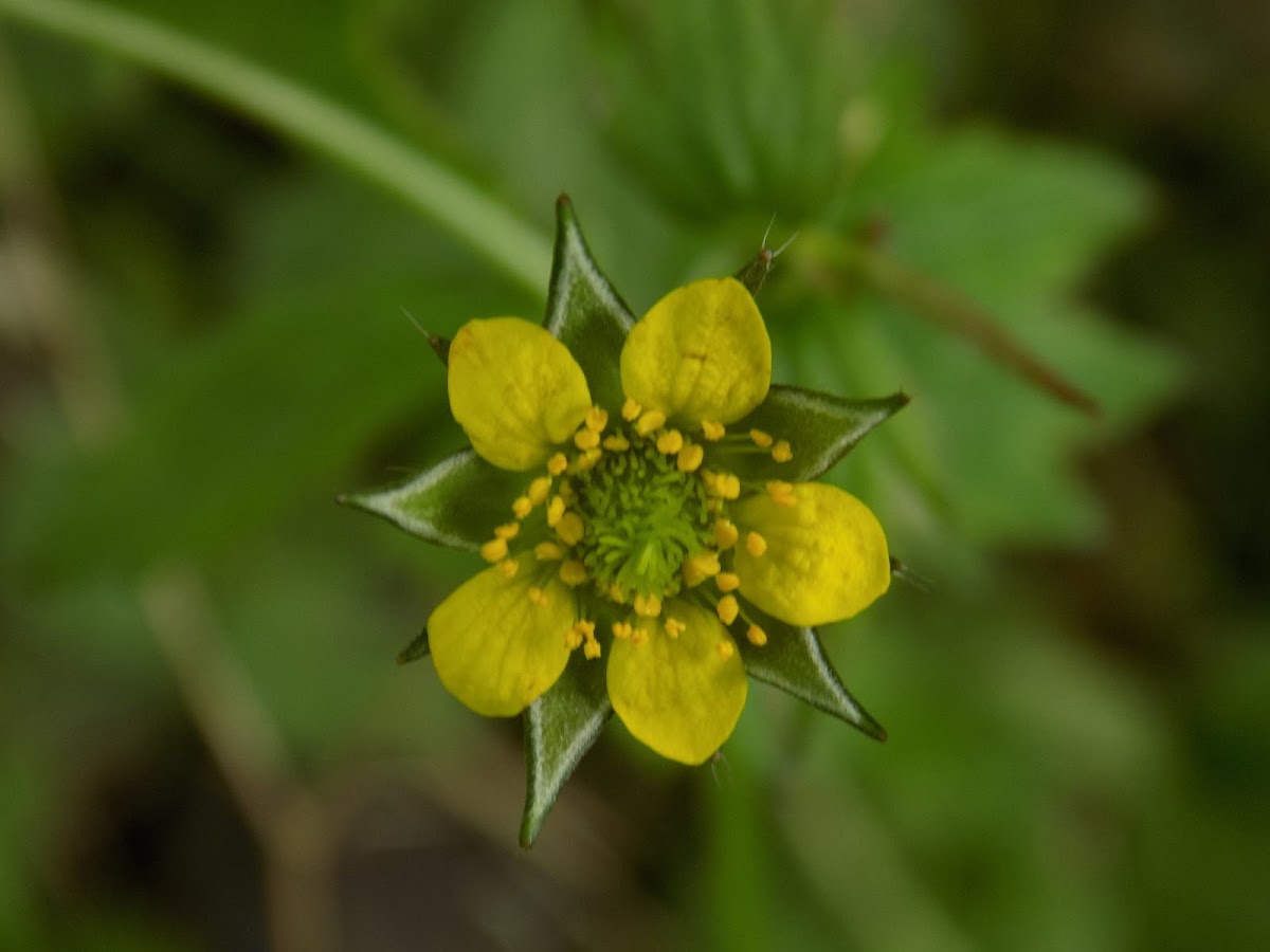 Wood avens