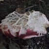 Russula